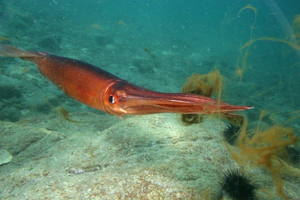 squid appearance