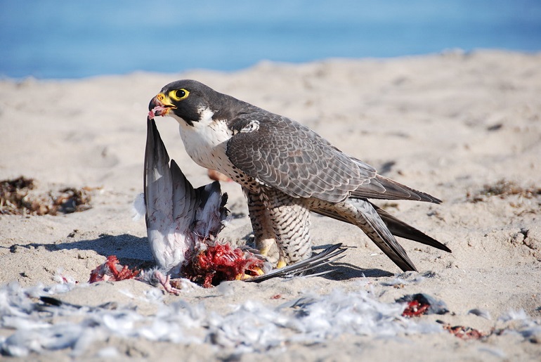 what eats falcons
