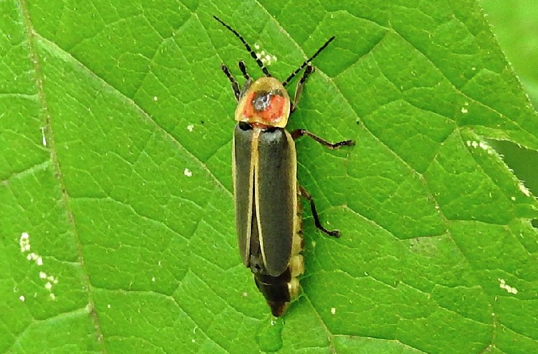 Fireflies Are Disappearing, and Agriculture Is Partly to Blame