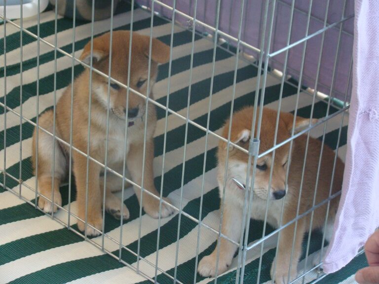 Breaking The Cycle Of Cruelty Why Are Puppy Mills Bad?
