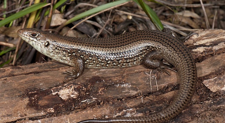 are skinks poisonous to dogs if eaten