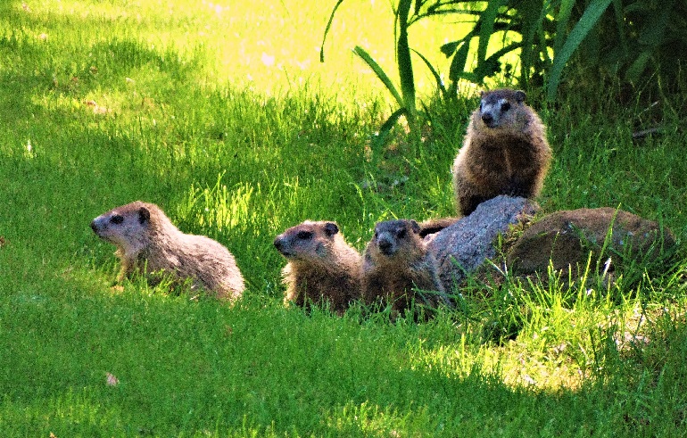 where do groundhogs live
