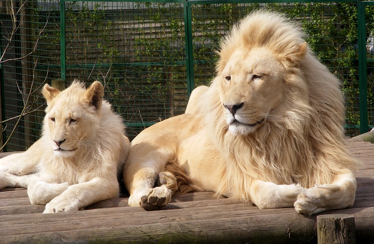 white lion
