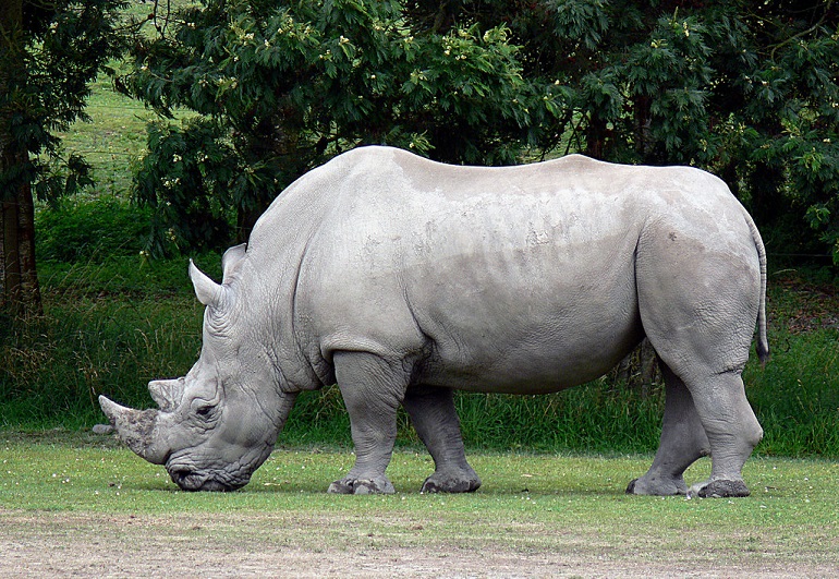 white rhinos