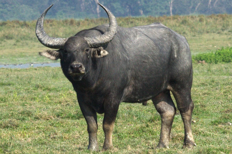 buffalos