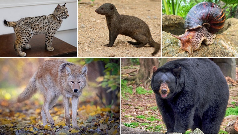 Here are 5 wild animals that are legal to own in Indiana