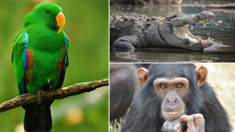 Wild And Wonderful: Navigating Exotic Animal Laws By State