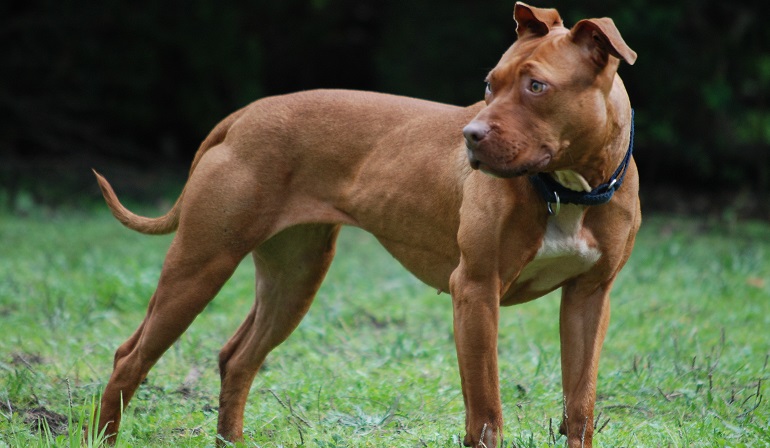 pitbull dog breed origin