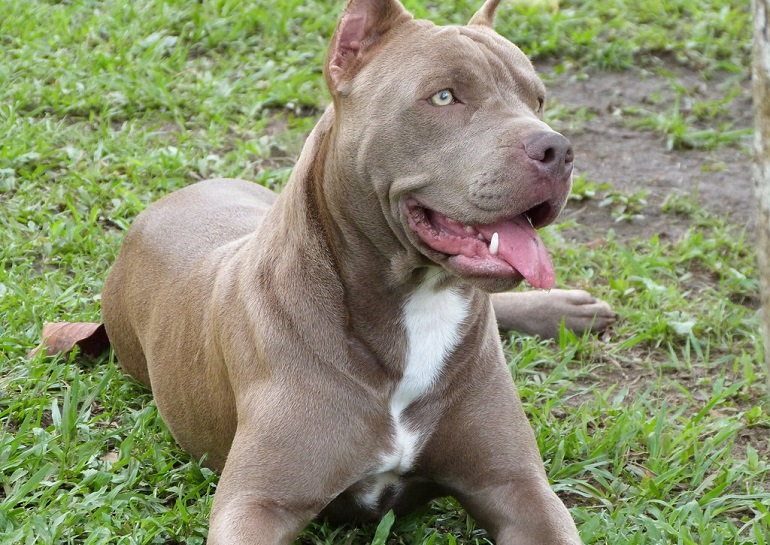 are pit bulls nanny dogs