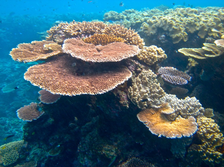 Barrier Reef