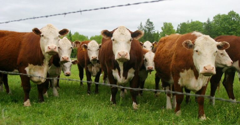 us cattle breeds more cows