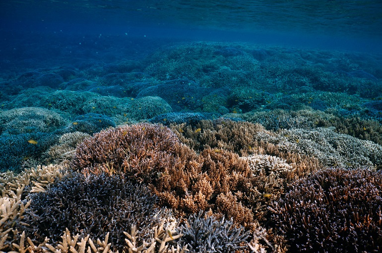 coral wreath
