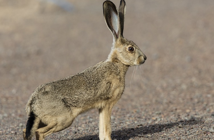 unique animals found in north america