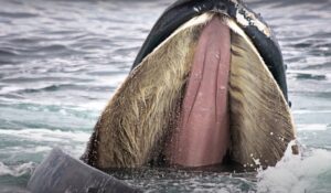 Blue Whale - The Giants Of The Ocean