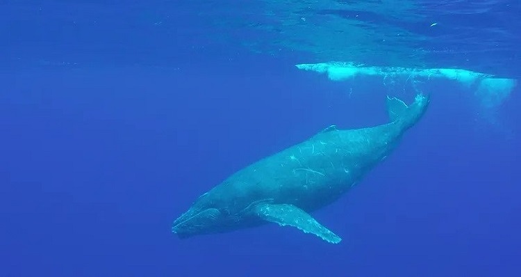 blue whale weight