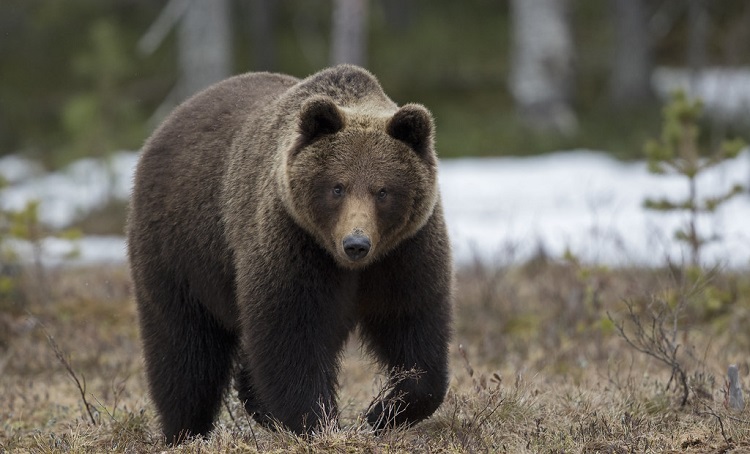 animals in north america