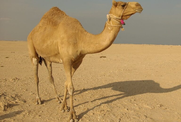 is Camelsis legal pets