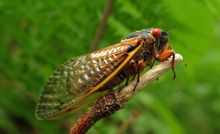 rare animals in the uk