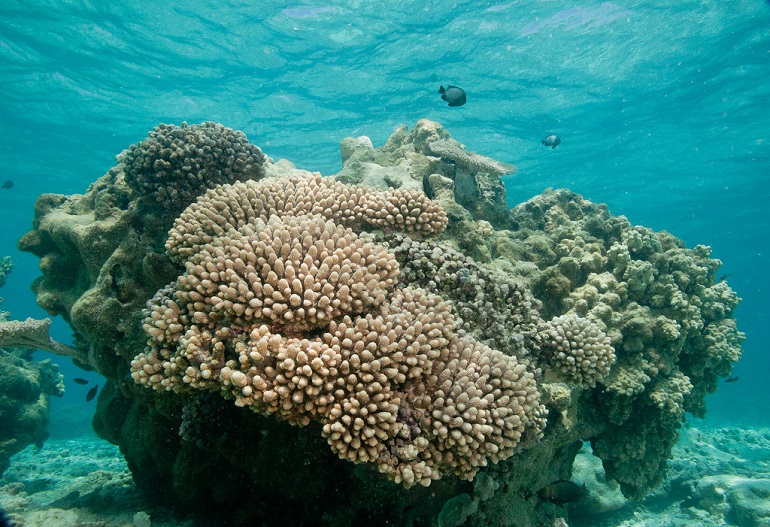 coral reef information
