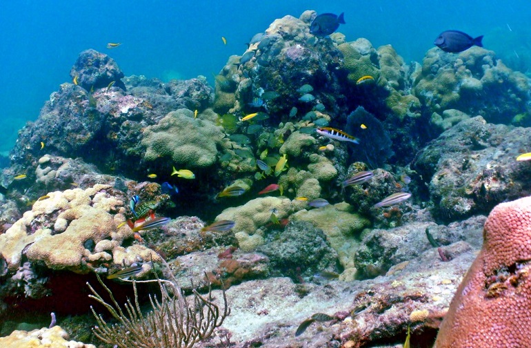 coral reefs are considered organic because they were once made of living creatures.
