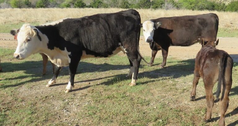 types of cows in us