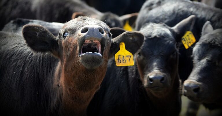 america cattle