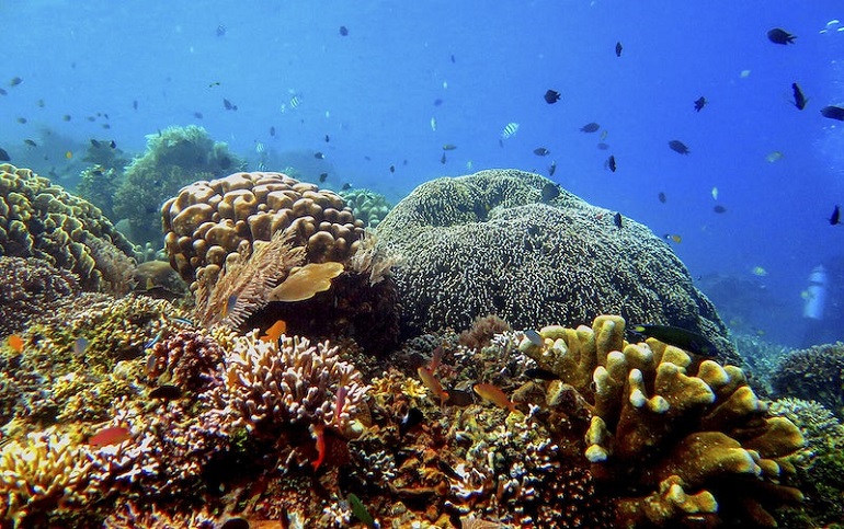 coral reef organisms
