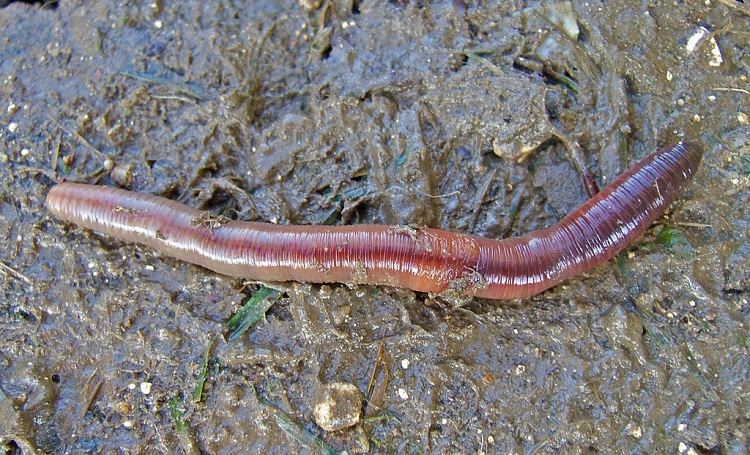 unique north american animals