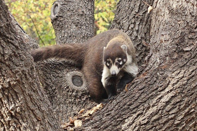 Coatimundi