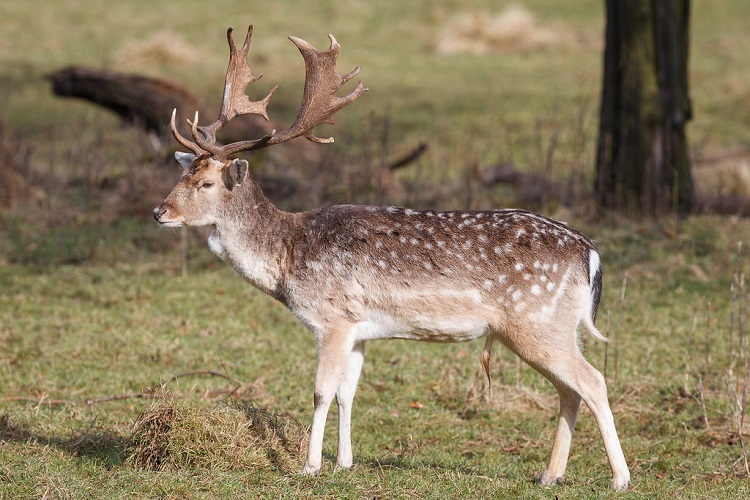 north america wildlife