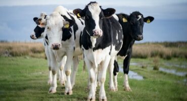 How Many Cows Are in The US