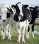 How Many Cows Are in The US