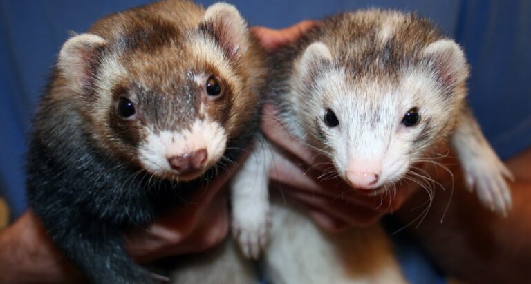 are Ferrets legal in california