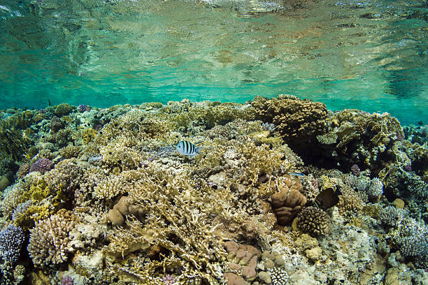 Fringing Reef