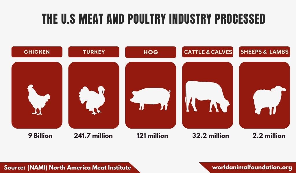 United States Meat Industry