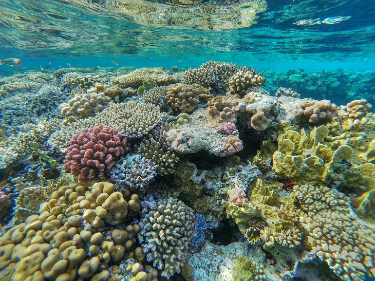 coral reefs
