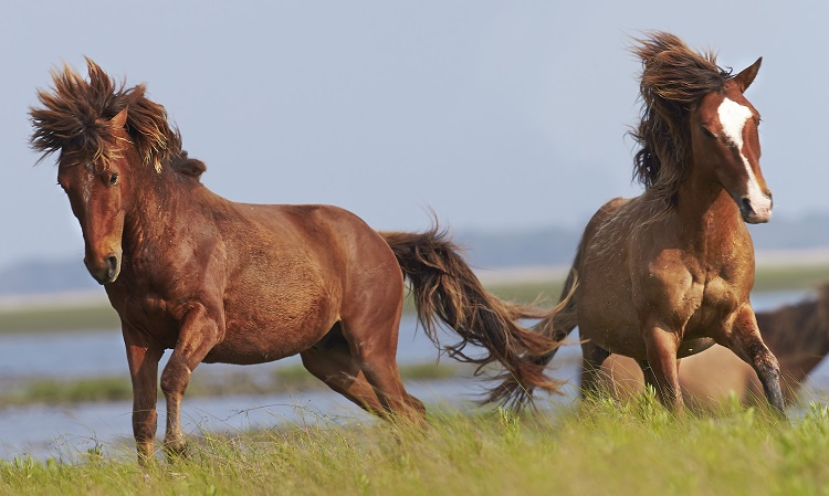 the smallest horse in the world 2022