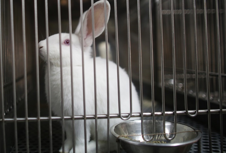 rabbit before testing in a cage