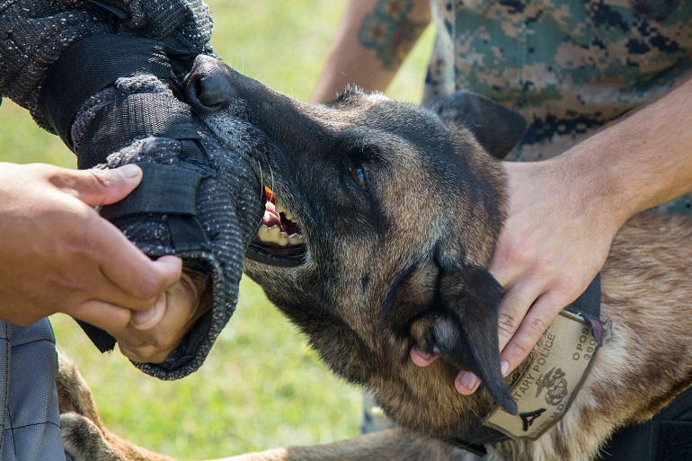 do doctors have to report dog bites in nc