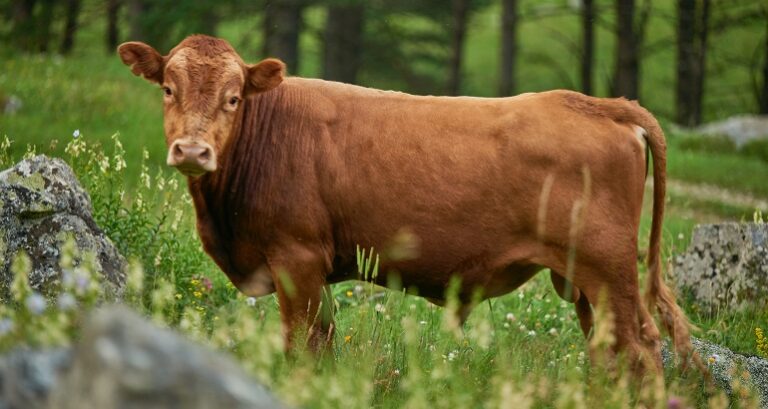 american cow breeds