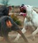 Is Dog Fighting Illegal-
