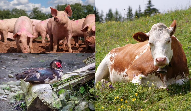 how-many-cows-are-slaughtered-daily-in-the-us-all-about-cow-photos