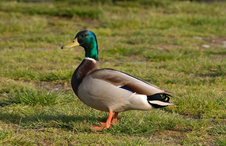 animals that live in north america