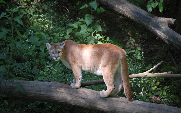 united states wildlife