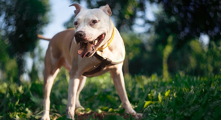 Redeeming The American Bully XL Dog: Dispelling Misconceptions on