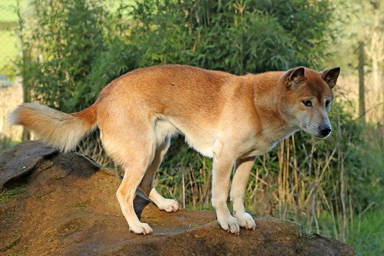 are pig ears better for a new guinea singing dog than rawhide ears