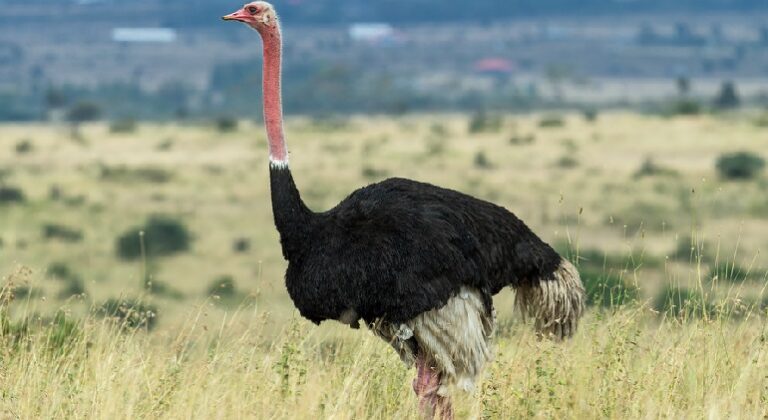 Ostrich is legal pet