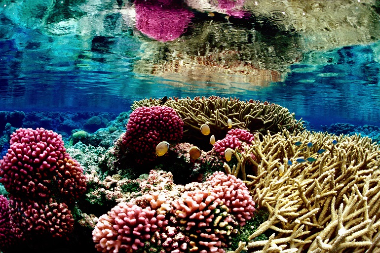 coral reef
