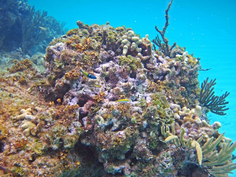 Patch Reefs