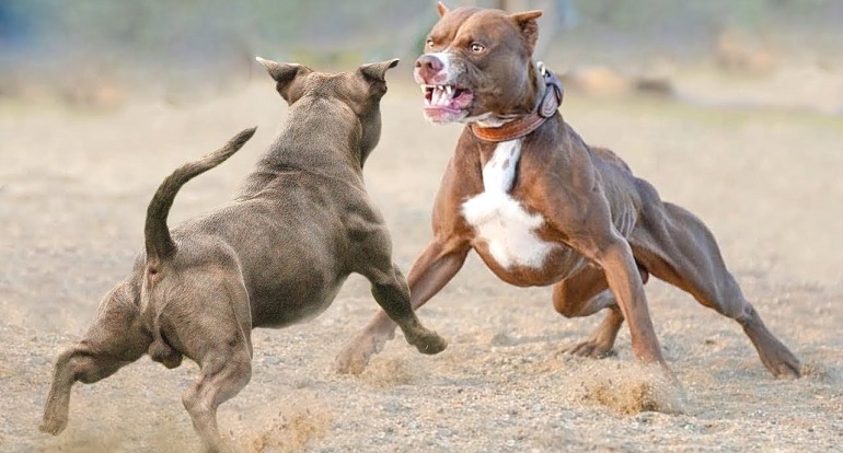 Pitbull history nanny store dog